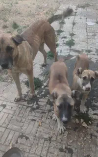 توله نر و ماده سرابی