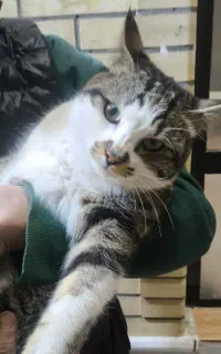 واگذاری گربه