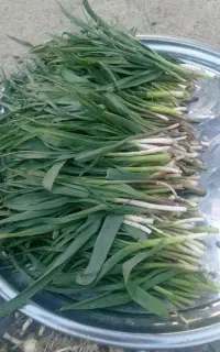 کورادی تازه