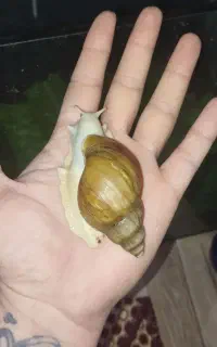 حلزون مولد
