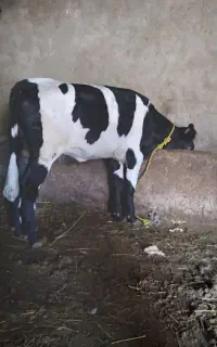 گوساله