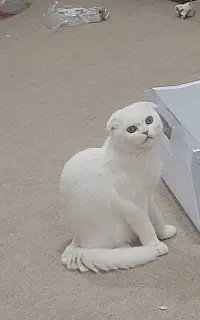 گربه نر
