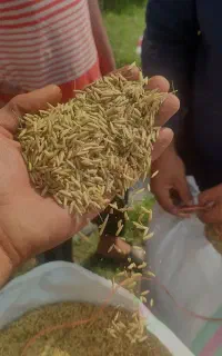 شالی دم سیاه جنگل گلستان
