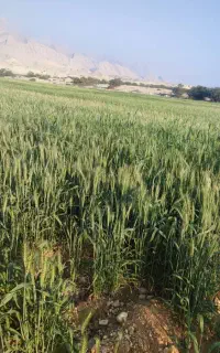 اجاره زمین کشاورزی