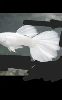 ماهی گوپی