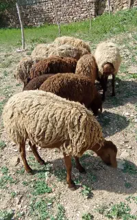 بره برای عید قربان