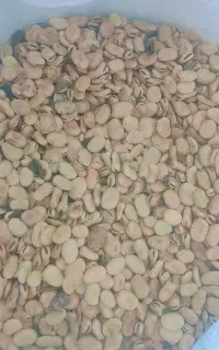 باغله بذر زودرس ارمغان دو چن کیلوی 200