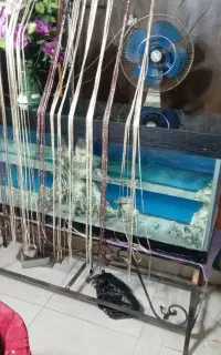 اکواریوم