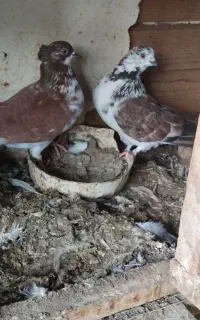 کبوتر نر و ماده