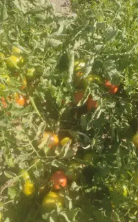 گوجه برای رب