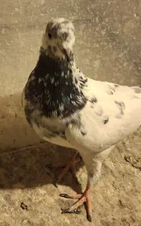 فروش ماده کله دم سبز