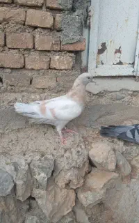 ۱۱عدد کبوتر
