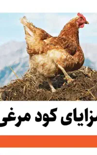 کود مرغی خالص