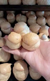 تولید و پخش عمده نان اسفنجی.نان خامه.لطیفه