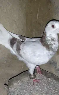 سارآبگن آلمانی