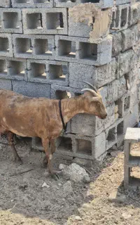 فروشی صلاله درجه یک