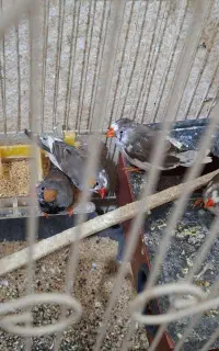 فنچ