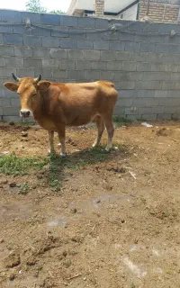سلام اوله برای عید قربان ۲۵ میلیون