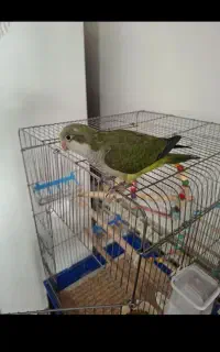 راهب فول دستی ۳ ماهه