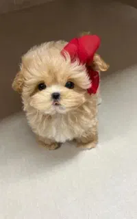 سگ آپارتمانی