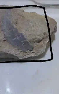 یه فسیل