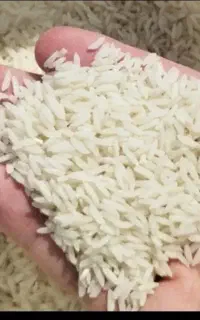 برنج طارم هاشمی اعلا مزرعه خودم ۵.۵۰۰ تن