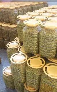 کارخانه تولید زیتون شور کنسروی سیرترشی گل سیر