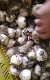 به چند نفر خانم جهت پاک کردن سیر