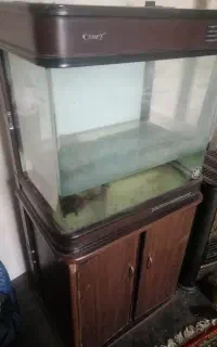 اکواریوم چوبی