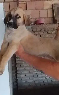 پژدر نسل دار