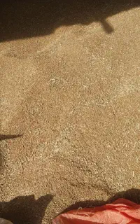 گندم و جو و کاه