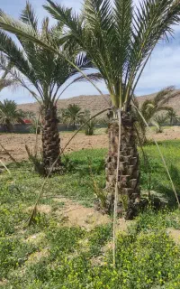 نخل شاهانی و فونیکس