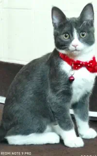 گربه
