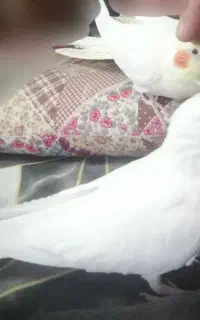 جفت عروس هلندی
