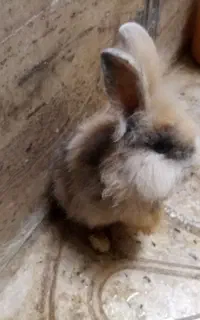 خرگوش لوپ بازیگوش