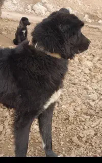 یک جفت نر ماده اصل قدریجونی