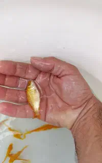 بچه ماهی طعمه