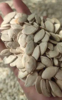 تخمه کدو مینودشت باکیفیت