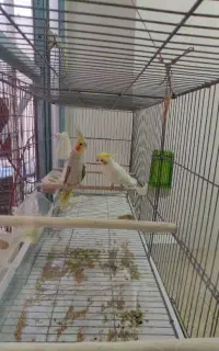 عروس هلندی