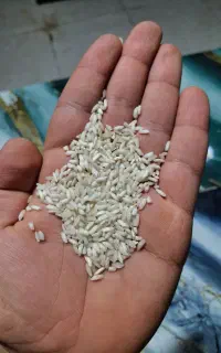 عنبر بو