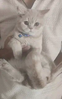 گربه بریتیشی شش ماهه