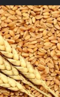 فروش گندم