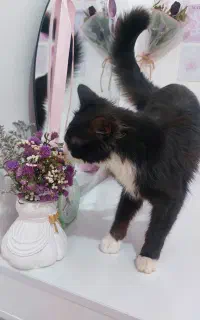 واگذاری گربه