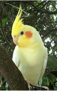 پرنده