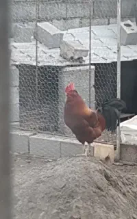 فروش مرغ و خروس