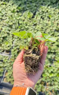 نشا توت فرنگی