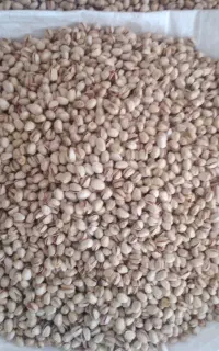 فروش پسته کله قوچی تمیز شده اورگانیک