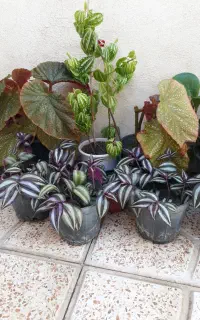 گل و گیاه طبیعی