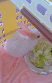 خرگوش تهرانی