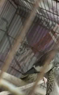 یک جفت عروس هلندی بالغ